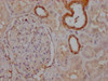 IHC image of CSB-MA018072A1m diluted at 1:1000 and staining in paraffin-embedded human kidney tissue performed on a Leica BondTM system. After dewaxing and hydration, antigen retrieval was mediated by high pressure in a citrate buffer (pH 6.0) . Section was blocked with 10% normal goat serum 30min at RT. Then primary antibody (1% BSA) was incubated at 4°C overnight. The primary is detected by a biotinylated secondary antibody and visualized using an HRP conjugated SP system.