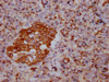 IHC image of CSB-MA007670A0m diluted at 1:500 and staining in paraffin-embedded human pancreas tissue performed on a Leica BondTM system. After dewaxing and hydration, antigen retrieval was mediated by high pressure in a citrate buffer (pH 6.0) . Section was blocked with 10% normal goat serum 30min at RT. Then primary antibody (1% BSA) was incubated at 4°C overnight. The primary is detected by a biotinylated secondary antibody and visualized using an HRP conjugated SP system.
