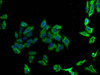 Immunofluorescence staining of Hela cells with CSB-MA017667A0m at 1:100, counter-stained with DAPI. The cells were incubated with the antibody overnight at 4°C. Nuclear DNA was labeled in blue with DAPI. The secondary antibody was FITC-conjugated AffiniPure Goat Anti-Mouse IgG (H+L) .