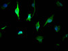 Immunofluorescence staining of U251 cells with CSB-MA026293A0m at 1:50, counter-stained with DAPI. The cells were fixed in 4% formaldehyde and blocked in 10% normal Goat Serum. The cells were then incubated with the antibody overnight at 4°C. Nuclear DNA was labeled in blue with DAPI. The secondary antibody was FITC-conjugated AffiniPure Goat Anti-Mouse IgG (H+L) .