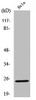 Western Blot analysis of HeLa cells using Cleaved-KLK11 (I54) Polyclonal Antibody