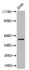 Western Blot analysis of A549 cells using Cleaved-MMP-3 (F100) Polyclonal Antibody