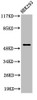 Western Blot analysis of 293 cells using MMP-1 Polyclonal Antibody