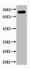 Western blot analysis of Hela, diluted at 1:1000.