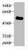 Western blot analysis of purified alliinase, diluted at 1:5000