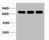 Western blot analysis of 1) 293T, 2) Mouse Brain, 3) Rat Brain tissue, diluted at 1:2000.