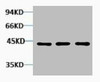 Western blot analysis of 1) Hela, 2) 3T3, 3) Rat Kidney tissue, diluted at 1:2000.