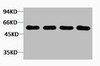 Western blot analysis of 1) Hela, 2) 3T3, 3) Mouse Brain, 4) Rat Brain tissue, diluted at 1:2000.