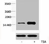 Western blot analysis of extracts from Hela cells, untreated (-) or treated, 1:2000.