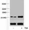 Western blot analysis of extracts from Hela cells, untreated (-) or treated, 1:5000.