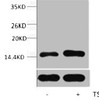 Western blot analysis of extracts from Hela cells, untreated (-) or treated, 1:5000.