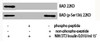 Western Blot analysis of NIH-3T3 cells using Phospho-Bad (S136) Polyclonal Antibody