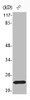 Western Blot analysis of 293 cells using Phospho-Bad (S155) Polyclonal Antibody