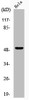 Western Blot analysis of HeLa cells using Phospho-GSK3α (S21) Polyclonal Antibody
