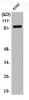 Western Blot analysis of A549 (85) cells using Phospho-ICAM-1 (Y512) Polyclonal Antibody