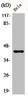 Western Blot analysis of HeLa cells using Phospho-Jun B (S259) Polyclonal Antibody