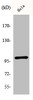 Western Blot analysis of HeLa cells using Phospho-NFκB-p105 (S893) Polyclonal Antibody