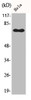 Western Blot analysis of Jurkat cells using Phospho-NFκB-p65 (S529) Polyclonal Antibody