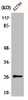 Western Blot analysis of COLO205 cells using Phospho-p27 (S10) Polyclonal Antibody