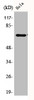 Western Blot analysis of HeLa cells using Phospho-Paxillin (Y31) Polyclonal Antibody