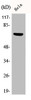 Western Blot analysis of HeLa cells using Phospho-Paxillin (Y88) Polyclonal Antibody