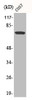 Western Blot analysis of COS7 cells using Phospho-Raf-1 (S259) Polyclonal Antibody