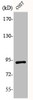 Western Blot analysis of COS7 cells using Phospho-Sp1 (T739) Polyclonal Antibody