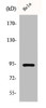 Western Blot analysis of HeLa cells using Phospho-Stat6 (T645) Polyclonal Antibody