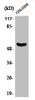 Western Blot analysis of COLO205 cells using Phospho-p53 (S37) Polyclonal Antibody