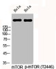 Western Blot analysis of HELA cells using Phospho-mTOR (T2446) Polyclonal Antibody