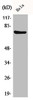 Western Blot analysis of HeLa cells using Phospho-Raf-1 (S338) Polyclonal Antibody