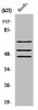 Western Blot analysis of HuvEc cells using Phospho-Shc (Y349) Polyclonal Antibody