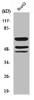 Western Blot analysis of HepG2 cells using Phospho-Shc (Y427) Polyclonal Antibody