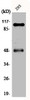 Western Blot analysis of 293 cells using Phospho-NFκB-p105/p50 (S337) Polyclonal Antibody