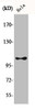Western Blot analysis of HeLa cells using Phospho-eEF2K (S366) Polyclonal Antibody