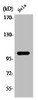 Western Blot analysis of HeLa cells using Phospho-NFκB-p105 (S927) Polyclonal Antibody