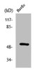 Western Blot analysis of HuvEc cells using Phospho-HNF4-α (S313) Polyclonal Antibody