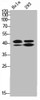 Western Blot analysis of HELA 293 cells using Phospho-ERK 1/2 (T202/Y204) Polyclonal Antibody