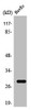 Western Blot analysis of HeLa cells using 14-3-3 θ Polyclonal Antibody