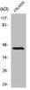 Western Blot analysis of COLO205 cells using ABHD12 Polyclonal Antibody