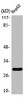 Western Blot analysis of HuvEc cells using ACBD6 Polyclonal Antibody
