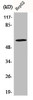 Western Blot analysis of HepG2 cells using ADCK4 Polyclonal Antibody