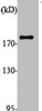 Western Blot analysis of various cells using ALMS1 Polyclonal Antibody