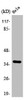 Western Blot analysis of NIH-3T3 cells using Annexin X Polyclonal Antibody