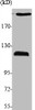 Western Blot analysis of various cells using APC1 Polyclonal Antibody