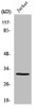 Western Blot analysis of Jurkat cells using AQP12 Polyclonal Antibody
