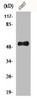 Western Blot analysis of LOVO cells using Aven Polyclonal Antibody