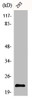 Western Blot analysis of 293 cells using Bad Polyclonal Antibody
