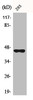 Western Blot analysis of A549 cells using BMP-8B Polyclonal Antibody