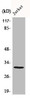Western Blot analysis of MCF7 cells using C1QBP Polyclonal Antibody